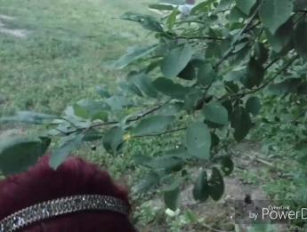 Чумовая парочка трахается на кладбище