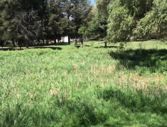 Lo seduzco para chuparle la verga, lo llevo a mi casa y acaba en mi boca